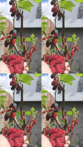 Mulberry Cuttings – Healthy at Matamis ang Bunga