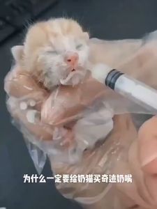 Pet New Land Cat Baby Feeding Bottle Feeding Device Eewborn Pet Baby Puppy Needle Tube feeding device