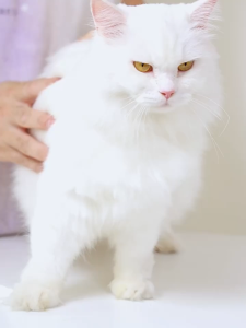 Smart Scalp Massager Head Massager Pet Massager Cat Scratcher Cat Toy