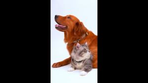 LaRuff Thailand | Cute Hanging Cat Charm จี้ชาร์มลูกแมวแสนซน สวย เก๋ จี้รูปแมว จี้ปลอกคอ ประดับด้วยอัญมณีอย่างพิถีพิถัน