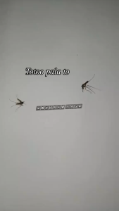 CITRONELLA 1Gallon Mosquito Repellents Disinfectant Solution for humidifer Revitalisor