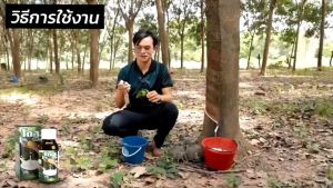 โดส CO2 สูตรทา ยางพารา นวัตกรรมปูยอากาศ เซตเพิ่มผล เท่าไหล เร็ว ไหลนาน ออกสมำ่เสมอ น้ำยางขาวข้น