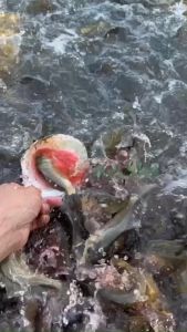 Mồi câu cá tổng hợp mồi câu cá tự nhiên dung dịch mồi câu cá đa năng thúc đẩy sự thèm ăn của cá