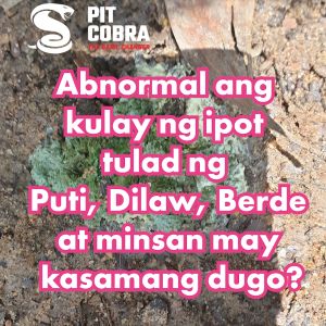 Pit Cobra TMPS 50 Caplets - Para sa Mahusay na Panunaw ng Manok! Iba ang Ipot? i-TMPS mo yan!