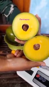 Bibit Alpukat Jumbo Super Okulasi Cepat Berbuah