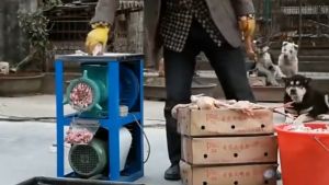 2200W Commercial Multifunctional Heavy-Duty Meat Grinder Bone Crusher Vegetable Grinder