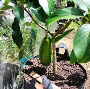 benih alpukat kelud / BIBIT ALPUKAT KELUD SUPER JUMBO // Bibit Alpukat Kelud Jumbo // bibit alpukat subang - bibit tanaman alpukat kelud | alpukat subang super / Bibit Alpukat Kelud Asli