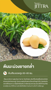จิตตรา ต้นพันธุ์มะม่วงยายกล่ำ เสียบยอดสูง 60-80 ซม. โตไวให้ผลเร็ว พร้อมส่ง เคลมฟรี ต้นพันธุ์ผลไม้ ต้นเตี้ย ผลดก