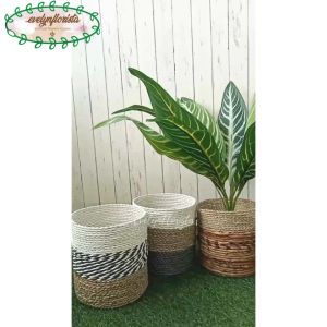 Pohon Hias Artificial Aglonema Hijau Strip Pot Dasar Hitam Cover Seagrass Variasi Warna Hiasan Rumah