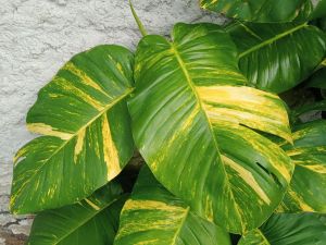 TANAMAN DAUN SIRIH GADING JUMBO SIAP TANAM