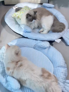 ที่นอนสัตว์เลี้ยง ที่นอนแมว แผ่นเย็นแมว การกระจายความร้อนสูง ฟูนุ่มเต็มอิ่ม แผ่นน้ำแข็ง เตียงสุนัข เตียงแมว คอนโดแมว