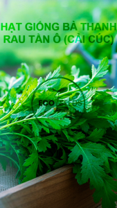 [EcoSeeds] Combo 2 Gói Hạt Giống Rau Tần Ô (Cải Cúc) Nông Hưng Phú - Cao Sản Chịu Nhiệt - Gói 20g