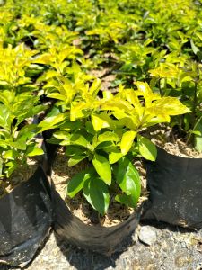 Golden Duranta/Golden Box