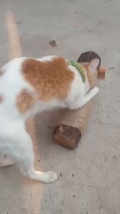 EUCAZA ที่ลับเล็บแมว การที่ฝนเล็บแมว ทำจากไม้จริง พร้อมส่ง ของเล็บแมว คอนโด แข็งแรง