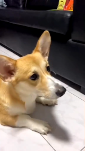 70g Prama Delicacy Dog Treats Dogs Pet Essentials All Stages Adult Puppy