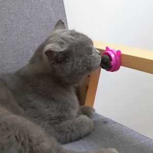 Natural Catnip Cat Rotatable Catnip Wall Ball Toys Licking Snacks Healthy Nutrition Ball Teeth Cleaning Catnip Toy Pet Supplies