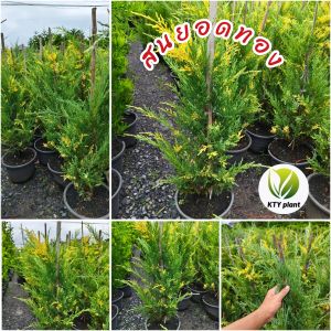 ต้นสนแซมทอง ความสู 100 ซม. สนสามร้อยยอดแซมทอง สนยอดทอง ต้นสน