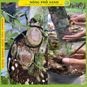 Keo liền sẹo cây 100gr LS50 liền sẹo thẹo da cây mai vàng bonsai cây cảnh  ăn trái nhanh chất lượng giá rẻ Phân Bón Sinh Học Chất Lượng - Lazada