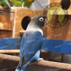 GLTOPI: Tempat Sarang Burung Kenari & Glodok Kayu Untuk Ternak