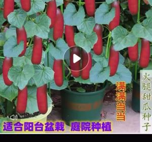 Biji Timun Ham Manis(12 Seeds)/火腿香瓜种子/South American ham Cantaloupe Seeds