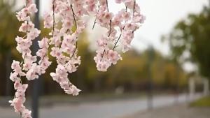 180CM Artificial Sakura Flowers Vine Wedding Garden Rose Arch Home Room Table Yard Decora Festival Bridal Fake Silks Scrapbook