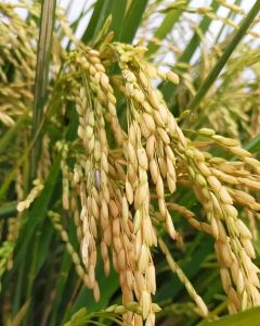 benih padi Thailand jumbo kemasan 5kg kualitas unggul