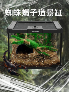 Tailwise | Rainforest Eco Scenery Glass Terrarium for Spiders Scorpions Insects