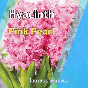 พร้อมส่ง หัวไฮยาซิน Pink Pearl ไฮยาซินธ์ดอกสีชมพู - กลิ่นหอม, นำเข้าจากฮอลแลนด์, 1 หัว/แพ็ค, ปลูกด้วยความเย็น, ขนาดดอกยืด 2 นิ้ว - Wanthai