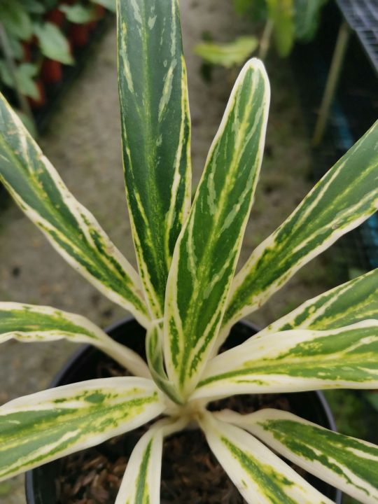 Aglaonema Bamboo / Aglonema Bai kaw { Rare Plants} | Lazada
