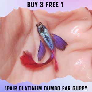 [Buy 3pair Free 1pair ] Platinum Dumbo Ear Guppy Live Fish Aquarium - 1pair
