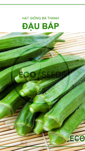 [EcoSeeds] Combo Tiết Kiệm 5 Gói Hạt Giống Đậu Bắp (Mướp Tây Cà Bắp) - Giống Tốt Phát Triển Mạnh - Gói 20g