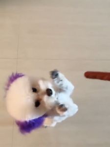 ขนมสุนัข ขนมสุนัขขัดฟัน แถบเนื้อขนมสุนัข 500g/ถุง โปรตีนสูง ไขมันต่ำ หมาชอบกิน อาหารสุนัข