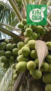 มะพร้าวทำบอนไซ กะลาเล็ก(พันธุ์พวงร้อย) มะพร้าวสำหรับเพาะเพื่อปลูก ทักข้อความแจ้งความต้องการเมื่อสั่งซื้อเพื่อจัดส่งตรงตามวัตถุประสงค์