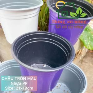 CT21M - Sét 5 chậu trồng hoa tết cây giống nhựa PP size 21x17.5cm - xem trong mô tả