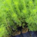 anak pokok Dill/ pokok halau nyamuk/ Dill Sapling. 