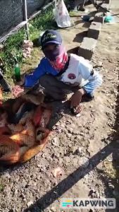 Essen Green Hell Spesial Tombro Patin isi 30ml