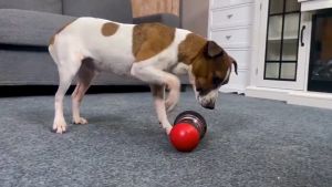 AP AIMAYAPET Pet Leaky Food Ball Toy Slow Food Puzzle Dog Toy Puppy Rolling Interactive Ball Toy Improve IQ 狗狗玩具