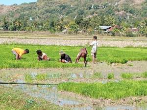 (COD) BENIH PADI HMS 700 UNGGUL 1KG KUALITAS original