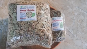 Kim tiền thảo sấy khô [1kg] TẶNG [100g] cỏ ngọt - lợi tiểu  hỗ  trợ tiêu tán sỏi