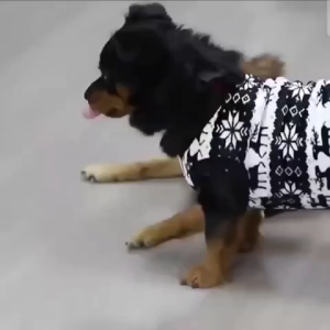 Baju natal anjing dan kucing baju hewan edisi natal model jumpsuit