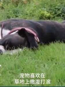 Dewormer Tablets For Dogs Cats Recommended By Veterinarian Anti Tick and Flea Dewormer