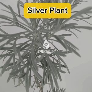 Pokok Crossostephium Chinense Wormwood Plant Silver Plant Live Plant Herb 香菊 芙蓉菊 Pokok Bunga Hidup Herba Cina SHS KEBUN