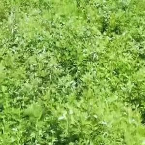 10/60/120 CÁI Miếng Dán Giữ Ấm Cổ Vai Lâu Dài Miếng Dán Nhiệt Châm Cứu Không Dệt Chăm Sóc Bảo Vệ Cá Nhân Dành Cho Người Lớn