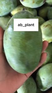 Bibit Mangga Manalagi Asli: Manis, Cepat Berbuah & Super