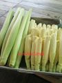 อ้อยไข่ อ้อยไข่ปลา ของแท้ 100 % (ท่อนพันธุ์)​  อ้อยกินดอก  ตัดสดท่อนละ 2-3 ข้อตา พืชทนแล้ง ของแท้ 100% ของมันต้องมี  รสชาติกินอร่อย. 