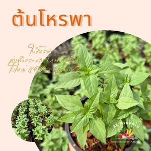 ต้นโหระพา ใบใหญ่ ลำต้นแข็งแรง ปลูกง่าย ส่งพร้อมกระถาง/ถุงดำ6นิ้ว ผักสวนครัว ผักสวนครัวปลูกง่าย ผักสวนครัวพร้อมปลูก ผักออร์แกนิก