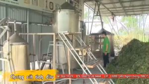 Tinh Dầu Tràm Nguyên Chất Ngâm Củ Nén 100ml - Hoa Nén - Giảm ho khò khè long đờm giữ ấm cho bé - Vegan