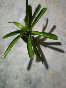 1 pokok bromeliad dalam poly bag