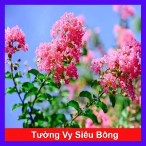 Cây tường vi
