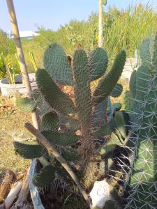 Opantia Consolea Moniliformis โอพันเทีย คอนโซเล่ หนังจรเข้